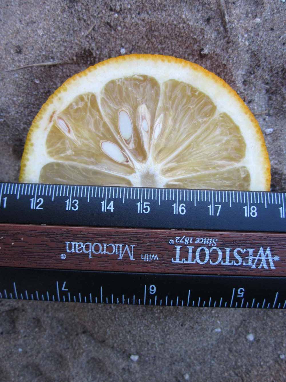              Fruit cross-section (Winter Haven, FL)       